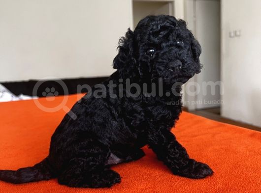 Safkan Red Ve Black Toy Poodle Yavrular - Ücretsiz Servis görsel