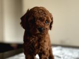 Safkan Red Ve Black Toy Poodle Yavrular - Ücretsiz Servis
