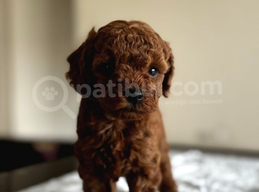 Safkan Red Ve Black Toy Poodle Yavrular - Ücretsiz Servis görsel