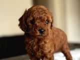 Safkan Red Ve Black Toy Poodle Yavrular - Ücretsiz Servis