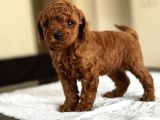 Safkan Red Ve Black Toy Poodle Yavrular - Ücretsiz Servis
