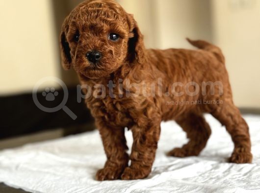 Safkan Red Ve Black Toy Poodle Yavrular - Ücretsiz Servis görsel