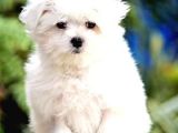 Maltesse Terrier Cinsi Güzel Yavrular 