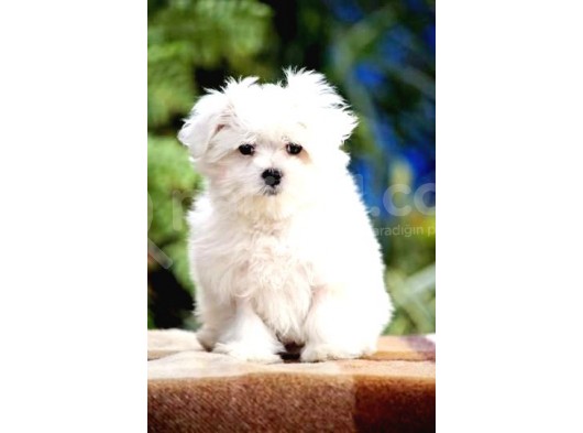 Maltesse Terrier Cinsi Güzel Yavrular 