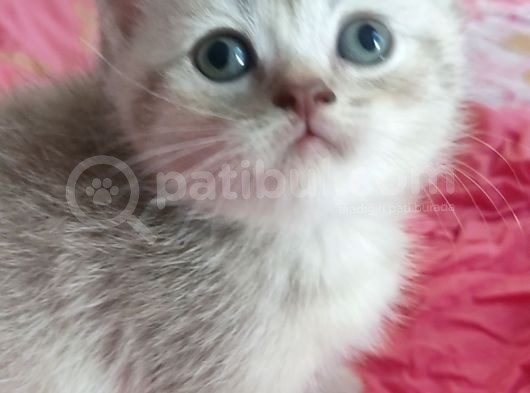Kari̇zmati̇k Prensler görsel