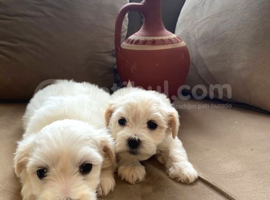 A Kalite Maltese Terrier Yavrularımız görsel