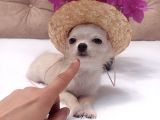 5 AYLIK ORİJİNAL MİNİ BOY DİŞİ ŞİVAVA CHIHUAHUA