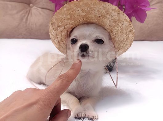 5 Aylik Ori̇ji̇nal Mi̇ni̇ Boy Di̇şi̇ Şi̇vava Chihuahua