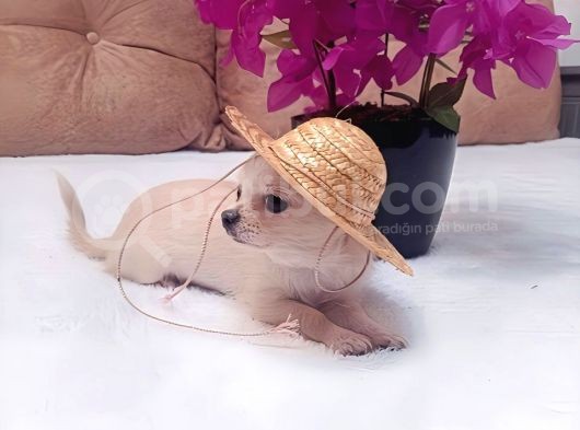 5 Aylik Ori̇ji̇nal Mi̇ni̇ Boy Di̇şi̇ Şi̇vava Chihuahua görsel