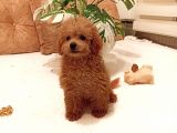 AYICIK SURAT ORJİNAL DİŞİ TOY POODLE