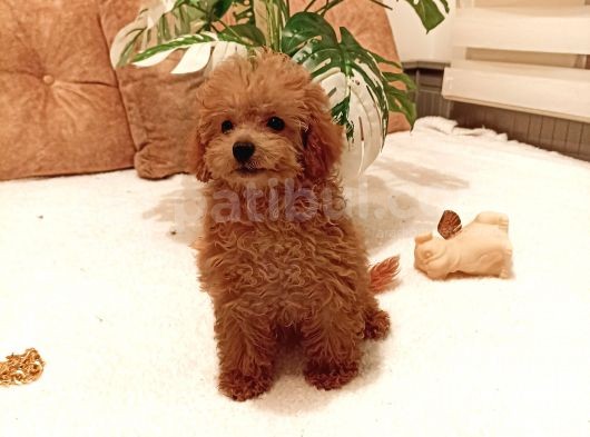 Ayicik Surat Orji̇nal Di̇şi̇ Toy Poodle