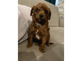 Top Poodle Yavrularımız