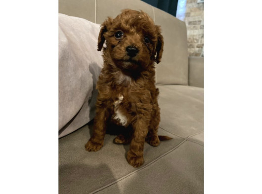 Top Poodle Yavrularımız görsel