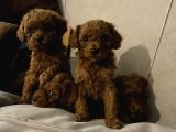 Top Poodle Yavrularımız