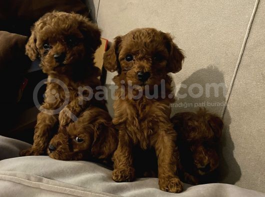 Top Poodle Yavrularımız görsel