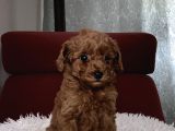 Top Poodle Yavrularımız