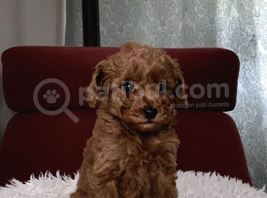 Top Poodle Yavrularımız görsel