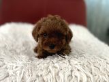 Top poodle yavrularımız
