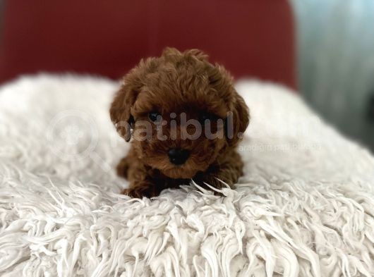 Top Poodle Yavrularımız
