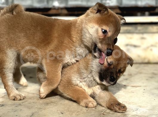 Shiba İnu Yavrular görsel