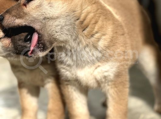 Shiba İnu Yavrular görsel