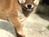 Shiba İnu Yavrular