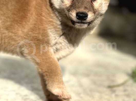 Shiba İnu Yavrular görsel