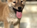 Shiba İnu Yavrular