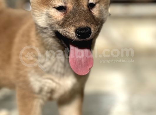 Shiba İnu Yavrular görsel