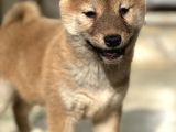 Shiba İnu Yavrular