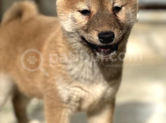 Shiba İnu Yavrular