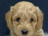 Malti̇poo Bebekler