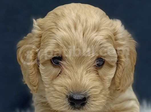 Malti̇poo Bebekler görsel