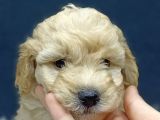 Malti̇poo Bebekler