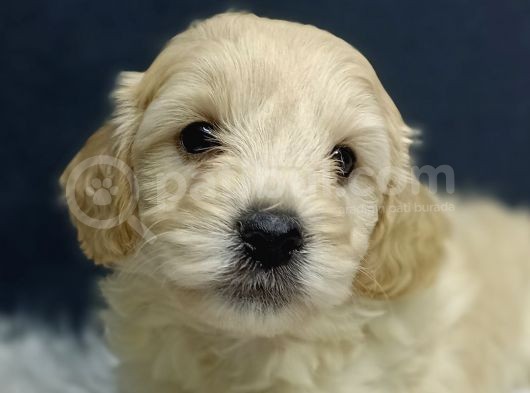 Malti̇poo Bebekler