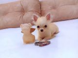 5 Aylik Ori̇ji̇nal Mi̇ni̇ Boy Di̇şi̇ Şi̇vava Chihuahua