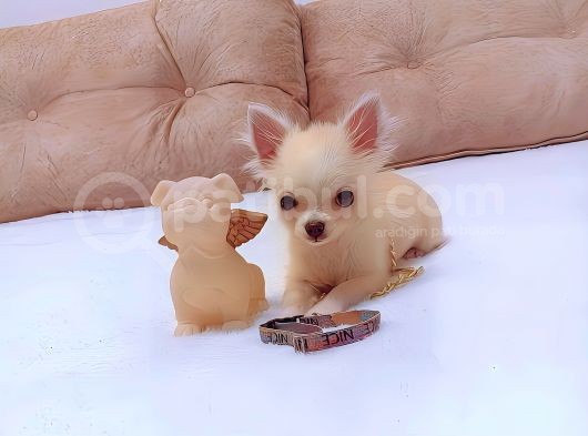 5 Aylik Ori̇ji̇nal Mi̇ni̇ Boy Di̇şi̇ Şi̇vava Chihuahua görsel