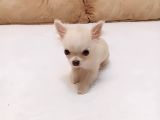 5 Aylik Ori̇ji̇nal Mi̇ni̇ Boy Di̇şi̇ Şi̇vava Chihuahua