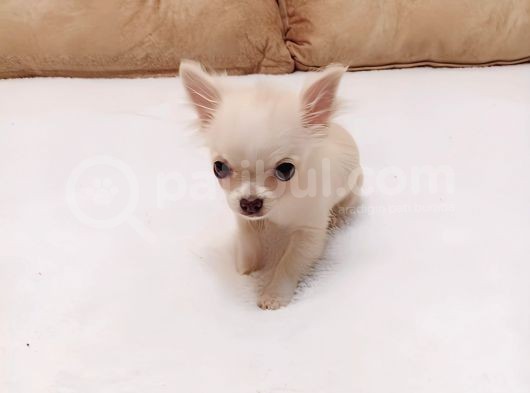 5 Aylik Ori̇ji̇nal Mi̇ni̇ Boy Di̇şi̇ Şi̇vava Chihuahua görsel