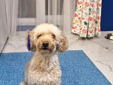 Toy Poodle Oğlumuza Eş Arıyoruz