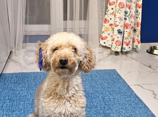 Toy Poodle Oğlumuza Eş Arıyoruz görsel