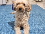 Toy Poodle Oğlumuza Eş Arıyoruz