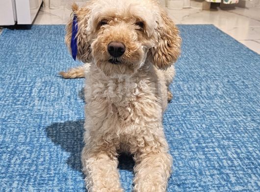 Toy Poodle Oğlumuza Eş Arıyoruz görsel