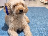 Toy Poodle Oğlumuza Eş Arıyoruz