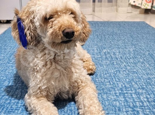 Toy Poodle Oğlumuza Eş Arıyoruz görsel