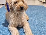 Toy Poodle Oğlumuza Eş Arıyoruz