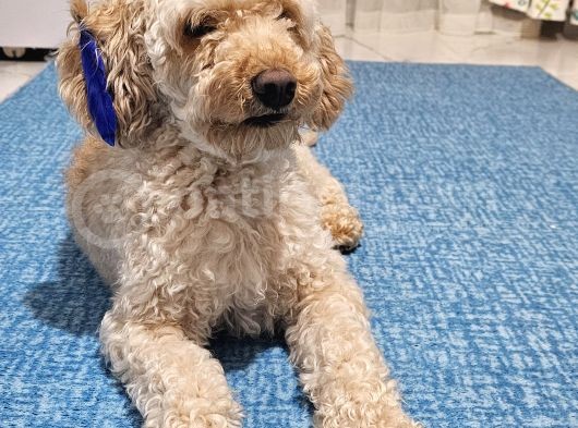 Toy Poodle Oğlumuza Eş Arıyoruz görsel
