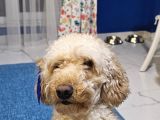Toy Poodle oğlumuza eş arıyoruz