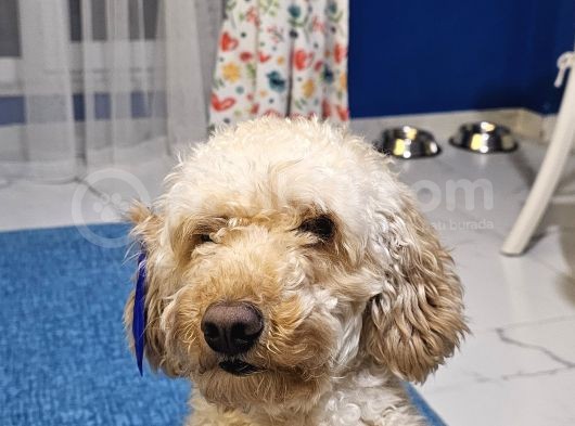 Toy Poodle Oğlumuza Eş Arıyoruz