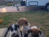 Show Kalite Fırlama Jack Russel Terrier Yavruları